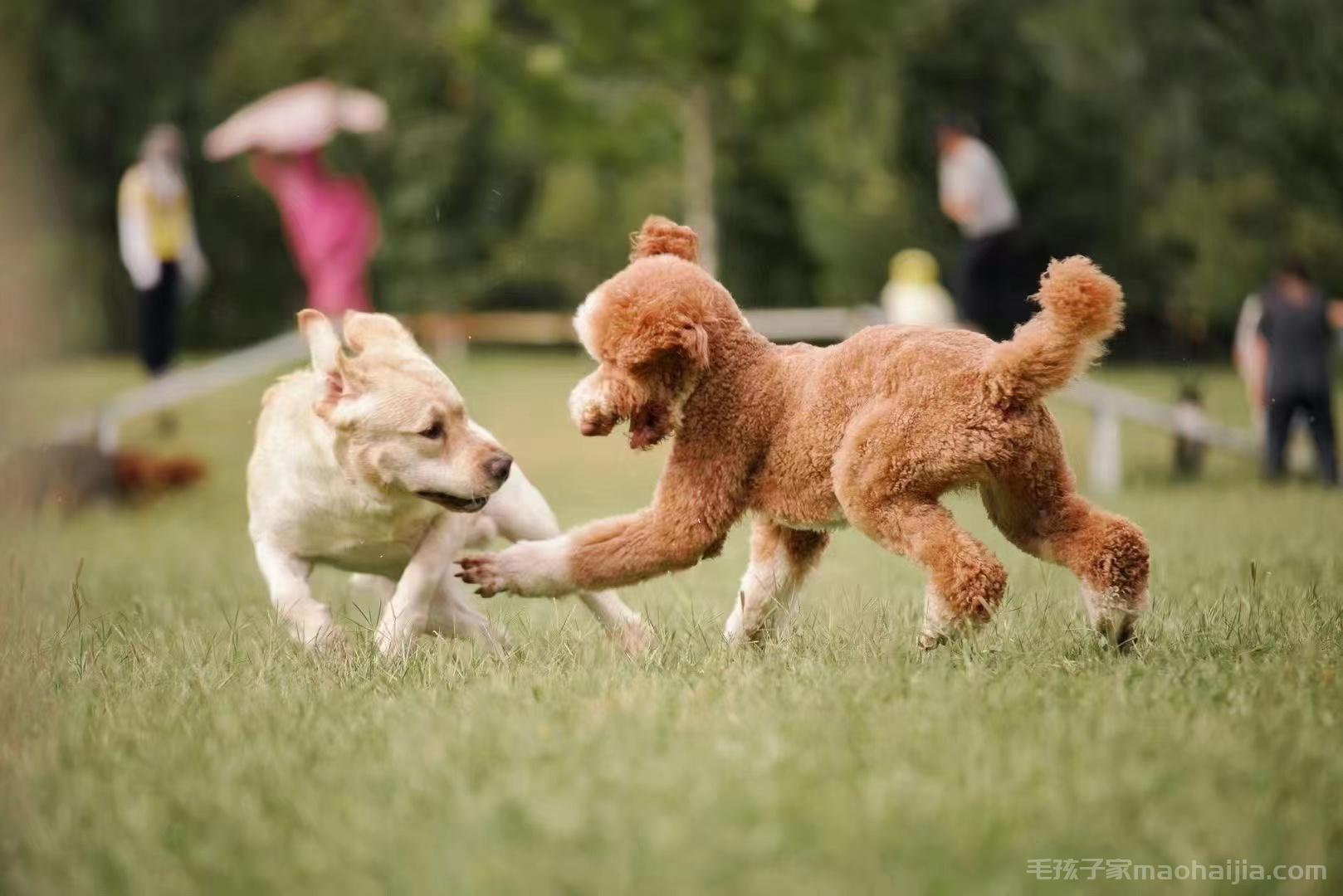 比熊犬晚上不睡觉的解决方法