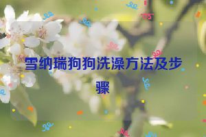 雪纳瑞狗狗洗澡方法及步骤