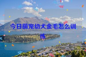 今日萌宠幼犬金毛怎么训练