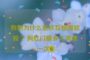 狗狗为什么喜欢互相闻屁股 ？狗肛门腺多久清理一次？