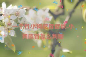 一个月小狗感冒症状-小狗感冒怎么判断