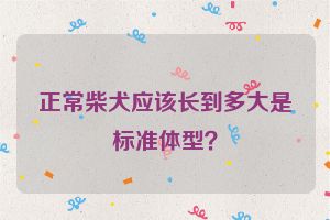 正常柴犬应该长到多大是标准体型？