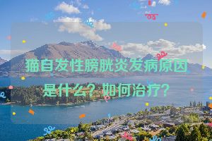 猫自发性膀胱炎发病原因是什么？如何治疗？