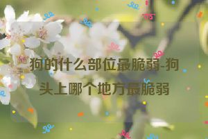 狗的什么部位最脆弱-狗头上哪个地方最脆弱