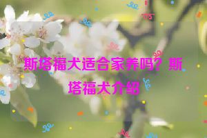 斯塔福犬适合家养吗？斯塔福犬介绍