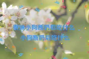 泰迪小狗断奶后吃什么 小狗断奶后吃什么