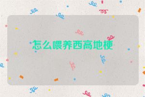 怎么喂养西高地梗