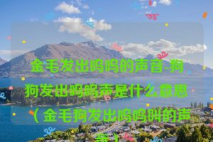 金毛发出呜呜的声音-狗狗发出呜呜声是什么意思（金毛狗发出呜呜叫的声音）