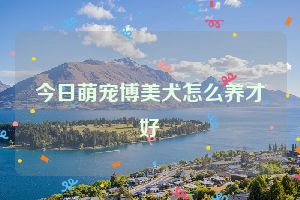 今日萌宠博美犬怎么养才好