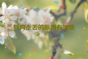 狗狗走丢的原因有哪些