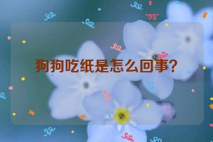 狗狗吃纸是怎么回事？