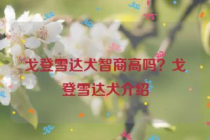 戈登雪达犬智商高吗？戈登雪达犬介绍