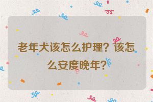 老年犬该怎么护理？该怎么安度晚年？