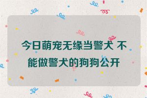 今日萌宠无缘当警犬 不能做警犬的狗狗公开