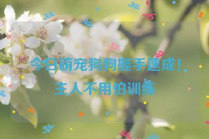 今日萌宠狗狗握手速成！主人不用怕训练