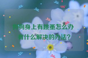 狗狗身上有跳蚤怎么办 有什么解决的办法？