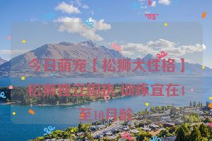 今日萌宠【松狮犬性格】松狮独立固执 训练宜在4至10月龄