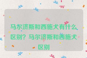 马尔济斯和西施犬有什么区别？马尔济斯和西施犬区别