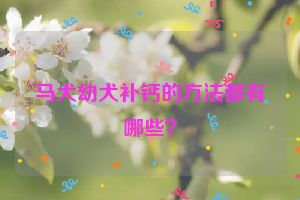 马犬幼犬补钙的方法都有哪些？