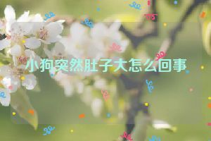 小狗突然肚子大怎么回事