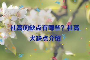 杜高的缺点有哪些？杜高犬缺点介绍