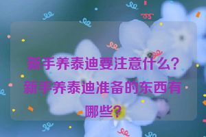 新手养泰迪要注意什么？新手养泰迪准备的东西有哪些？