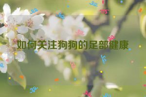 如何关注狗狗的足部健康