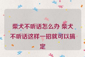 柴犬不听话怎么办 柴犬不听话这样一招就可以搞定