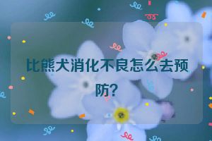 比熊犬消化不良怎么去预防？