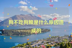 狗不吃狗粮是什么原因造成的