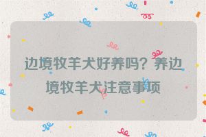 边境牧羊犬好养吗？养边境牧羊犬注意事项