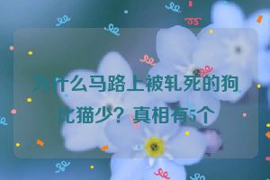 为什么马路上被轧死的狗比猫少？真相有5个