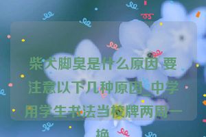 柴犬脚臭是什么原因 要注意以下几种原因_中学用学生书法当校牌两周一换