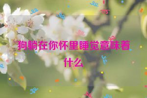 狗躺在你怀里睡觉意味着什么