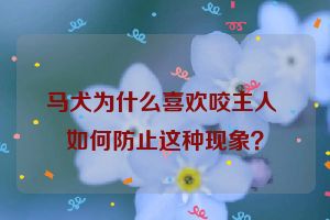 马犬为什么喜欢咬主人 如何防止这种现象？