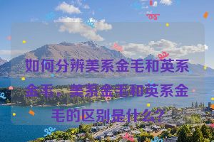 如何分辨美系金毛和英系金毛，美系金毛和英系金毛的区别是什么？