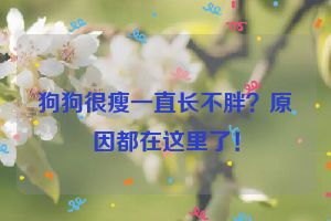狗狗很瘦一直长不胖？原因都在这里了！