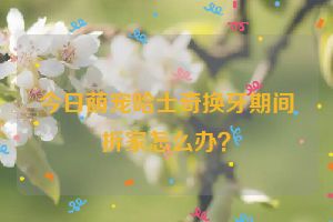 今日萌宠哈士奇换牙期间拆家怎么办？