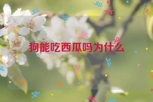 狗能吃西瓜吗为什么