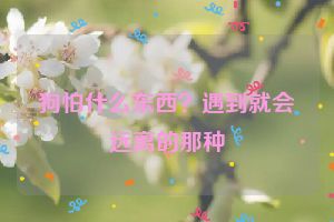 狗怕什么东西?遇到就会远离的那种