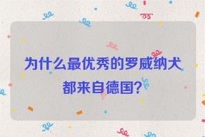 为什么最优秀的罗威纳犬都来自德国？