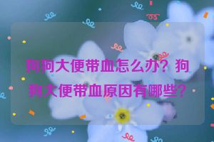 狗狗大便带血怎么办？狗狗大便带血原因有哪些？