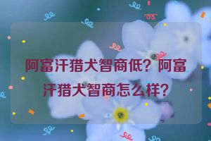阿富汗猎犬智商低？阿富汗猎犬智商怎么样？