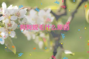 狗狗脱毛什么原因