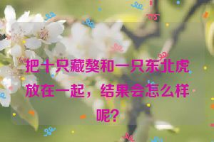 把十只藏獒和一只东北虎放在一起，结果会怎么样呢？