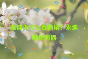 泰迪为什么要断尾？泰迪断尾时间