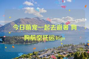 今日萌宠一起去避暑 狗狗航空托运4tips