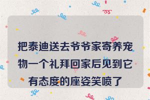 把泰迪送去爷爷家寄养宠物一个礼拜回家后见到它有态度的座姿笑喷了