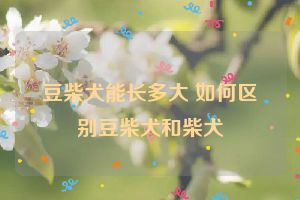 豆柴犬能长多大 如何区别豆柴犬和柴犬