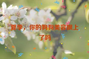 夏季，你的狗狗美容跟上了吗